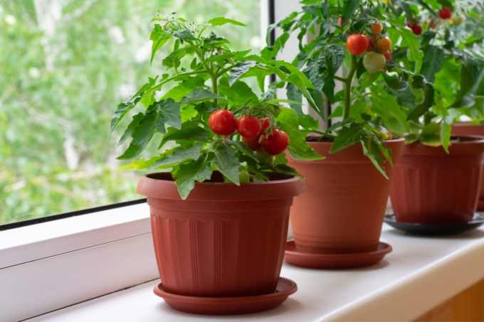 Pomodori red cherry: deliziosi e dolci ciliegini rossi