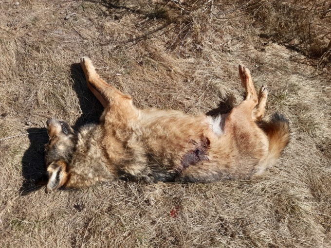 Lupo ucciso a fucilate: bracconaggio nel Parco dello Stelvio