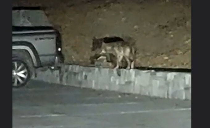 Lupo si aggira nel parcheggio a Gordona, il video