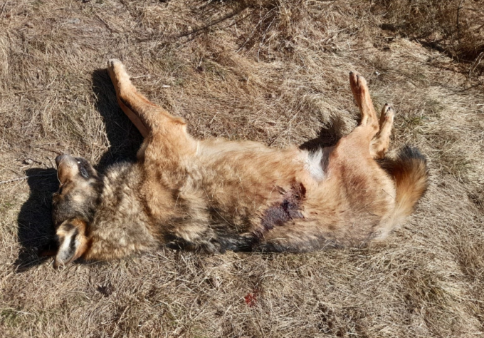 Lupo ucciso a fucilate, Enpa: “Perché le istituzioni non hanno condannato il gesto?”