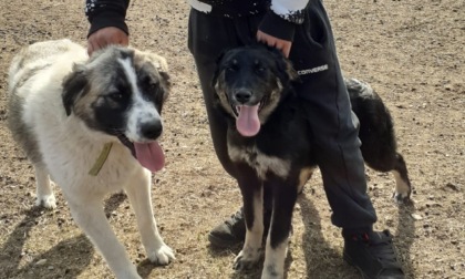 Tivan e Scila, sono arrivati i primi due cani da guardiana per proteggere i capi di bestiame dall’attacco dei lupi
