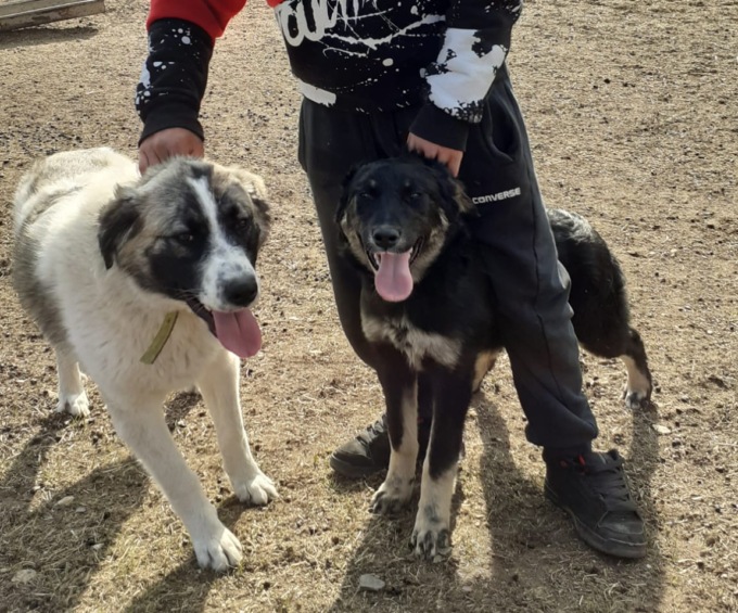 Tivan e Scila, sono arrivati i primi due cani da guardiana per proteggere i capi di bestiame dall’attacco dei lupi