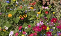 Da sabato 29 aprile Centro Valle ti regala i semi di bellissimi fiori per api