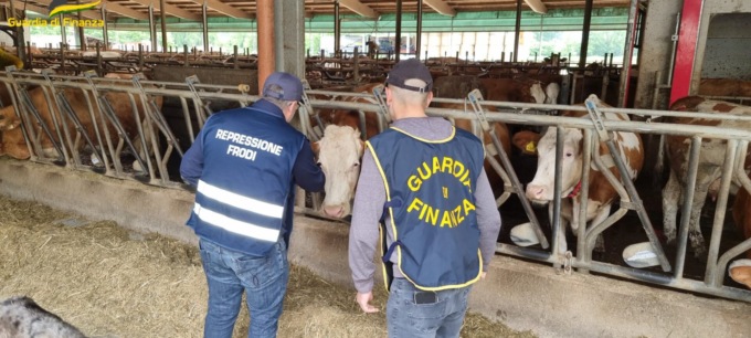 Formaggio Bitto contraffatto, blitz di ispettori e  Guardia di Finanza con sette perquisizioni