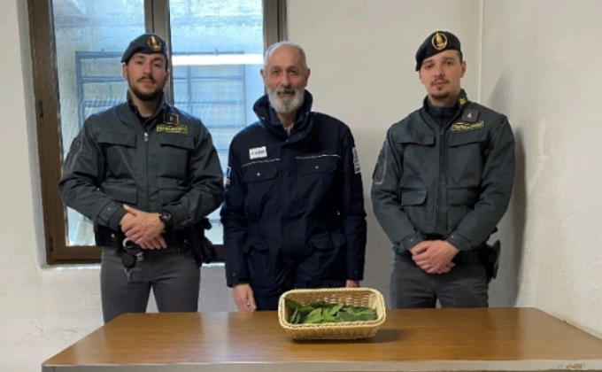 Esce da Livigno con delle foglie di coca in auto e viene denunciato
