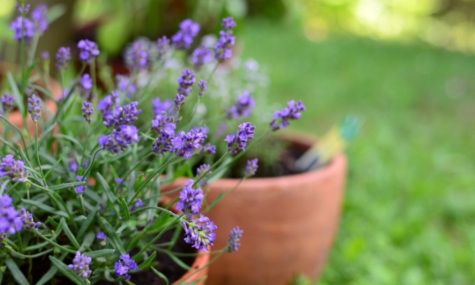 Centro Valle regala la profumatissima lavanda