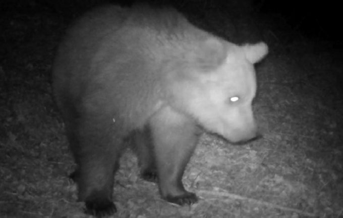Allarme per la presenza dell’orso sulle Orobie tra Caiolo e Albosaggia