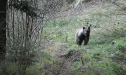 La verità sul video dell'orso in Valtellina