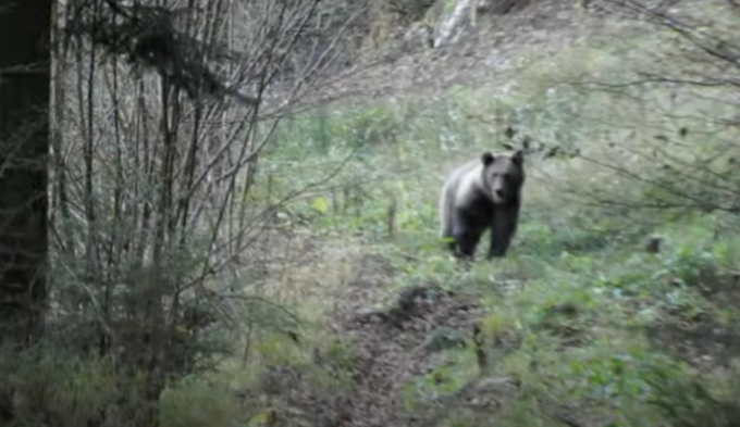 La verità sul video dell’orso in Valtellina