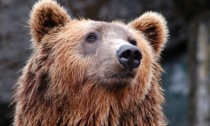 Paura ad Albosaggia: famiglia avvista un orso a 100 metri