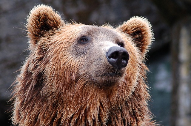 Paura ad Albosaggia: famiglia avvista un orso a 100 metri
