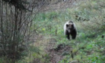 Il video dell'orso sulle Orobie