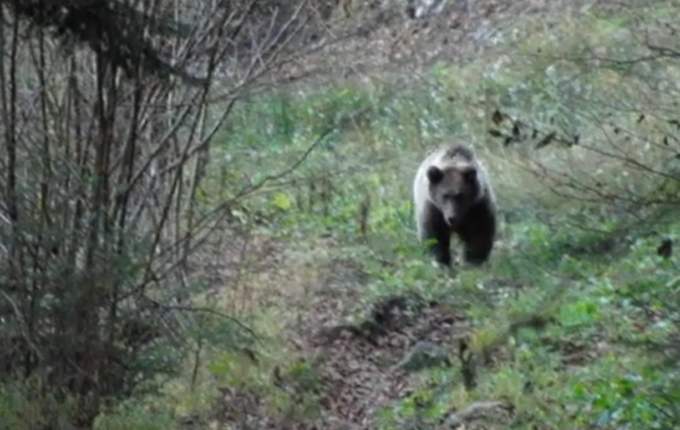 Il video dell’orso sulle Orobie