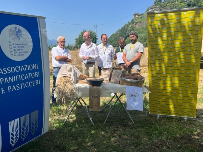 Segale 100% Valtellina, dal campo alla tavola