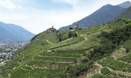 Coldiretti Sondrio: ecco le linee guida  per far crescere la viticoltura in Valle