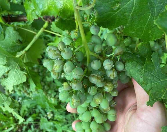Grandinata nella zona Sassella, danni nei vigneti
