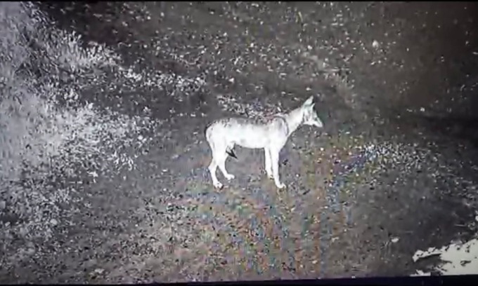 Luglio 2025: intenso lavoro per la Polizia Provinciale di Sondrio tra incidenti con fauna selvatica e soccorsi animali