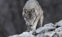 In Lombardia ci sono almeno 21 branchi di lupi