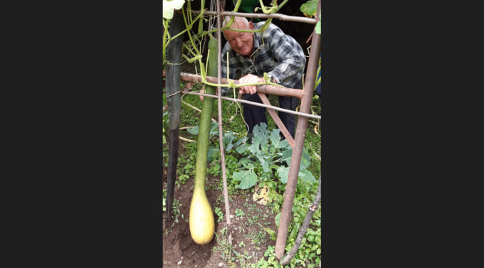 Zucchino record, complimenti all’agricoltore