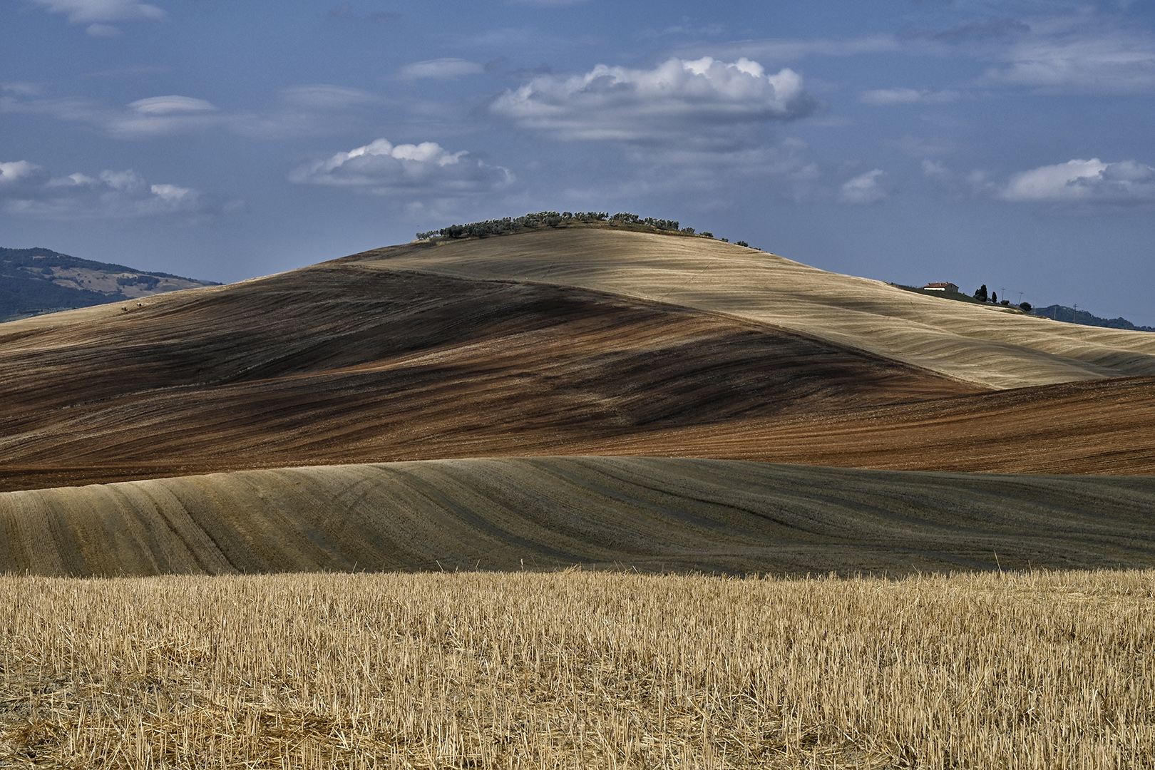 LETIZIA RONCONI COLLINA TOSCANA