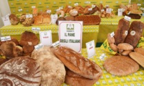Coldiretti Sondrio: “Sempre meno pane  a tavola, una risposta dalle filiere locali”