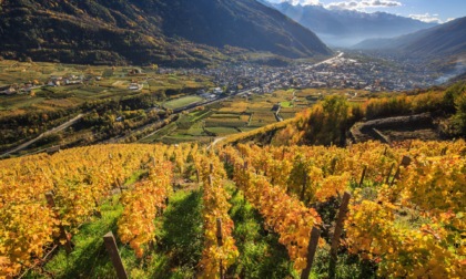 Agricoltura sostenibile: i terrazzamenti della Valtellina tra i casi virtuosi