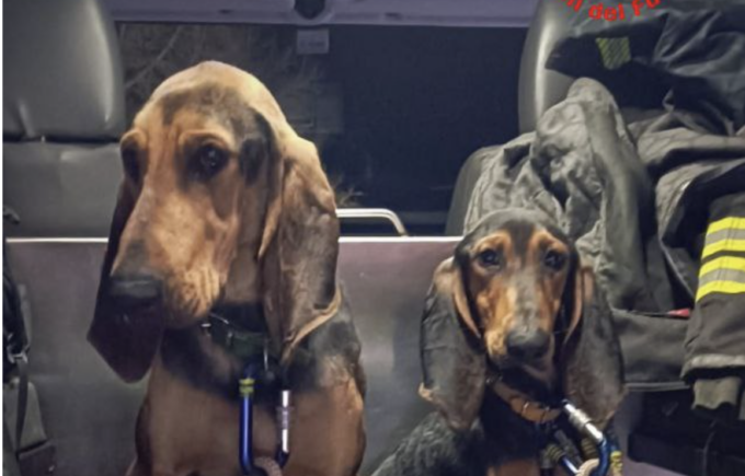 Cani salvati da un dirupo ma del proprietario nessuna traccia