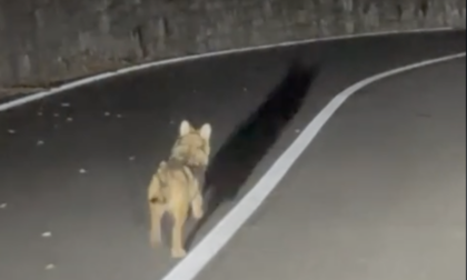 Cucciolo di lupo per strada lungo la Statale 36