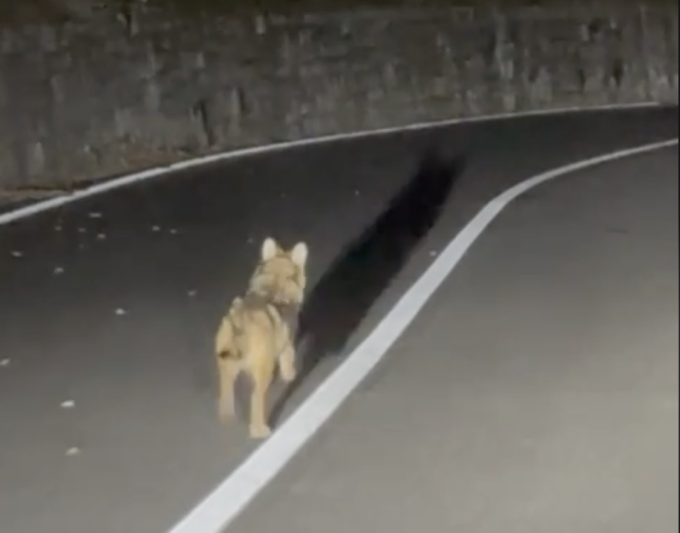 Cucciolo di lupo per strada lungo la Statale 36
