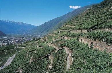 Arrivano contributi per i terrazzamenti