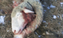 Pecore uccise in Val Bregaglia, il lupo prende di mira l'allevamento di Silvana Snider