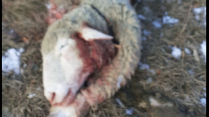 Pecore uccise in Val Bregaglia, il lupo prende di mira l’allevamento di Silvana Snider
