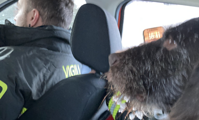 Cane bloccato in quota a Montespluga, interviene l’elicottero VIDEO