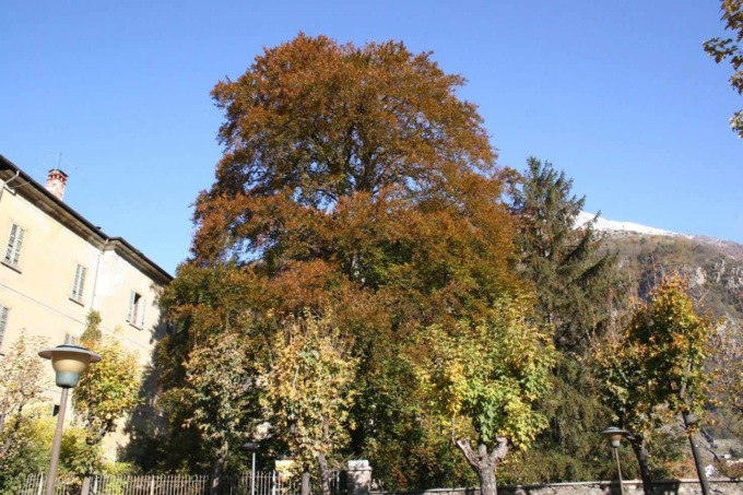 E’ stato abbattuto il faggio monumentale di viale Italia
