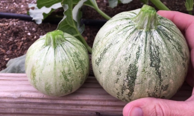Con Centro Valle trovate in regalo lo zucchino tondo