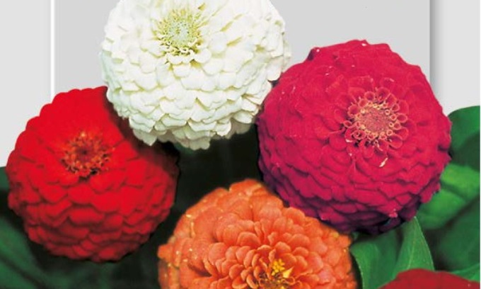 Da sabato 20 aprile con Centro Valle in regalo coloratissime zinnie nane pompon