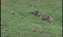 Avvistato lupo ad Aprica: il predatore vicino alla carcassa di un cervo, ecco il video