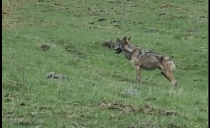 Avvistato lupo ad Aprica: il predatore vicino alla carcassa di un cervo, ecco il video