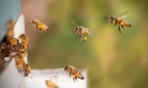 Giornata mondiale delle api: è SOS miele  con +182% di pioggia e sbalzi termici