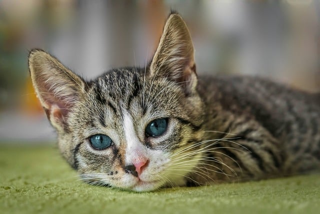 Gatto morto gettato nella spazzatura: sul responsabile una taglia da 1000 euro