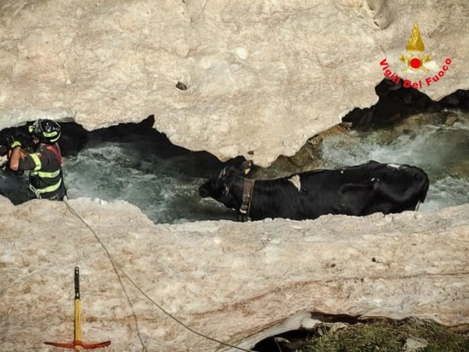 Vacca cade in un crepaccio, salvata dai Vigili del fuoco