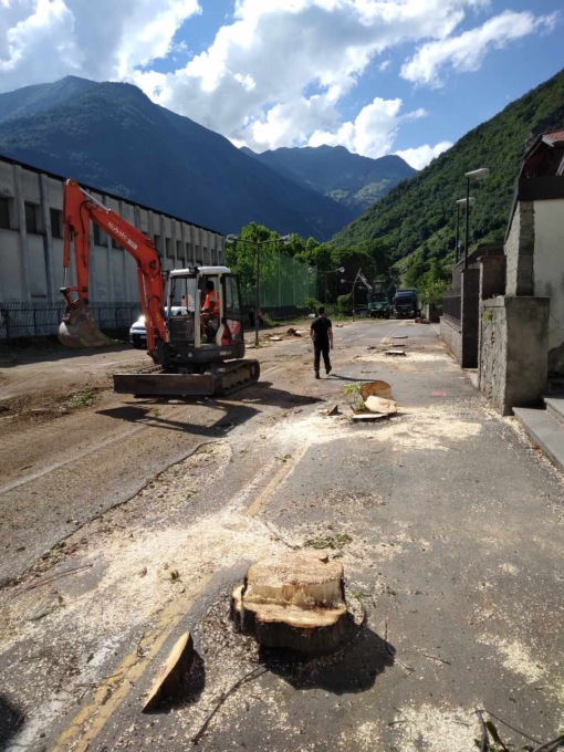 Taglio piante storiche al cimitero, tutti basiti