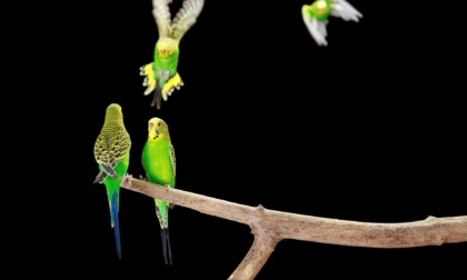 Allevamento pappagalli Valtellina: dove l'amore per i pappagalli fa la differenza