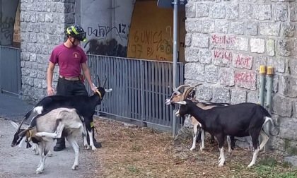 Capre in fuga a Dongo: pericolo scampato grazie ai Vigili del Fuoco