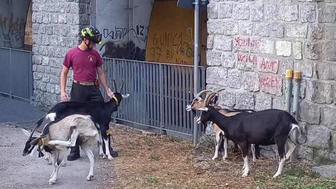 Capre in fuga a Dongo: pericolo scampato grazie ai Vigili del Fuoco