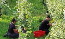 Le vigne del Grumello e della Sassella trasformate in laboratori didattici