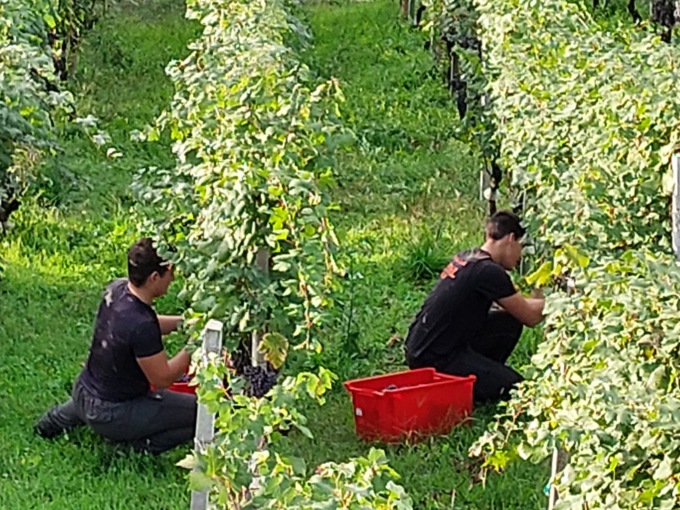 Le vigne del Grumello e della Sassella trasformate in laboratori didattici
