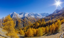 La Rete degli Orti botanici della Lombardia celebra la Giornata Nazionale degli Alberi