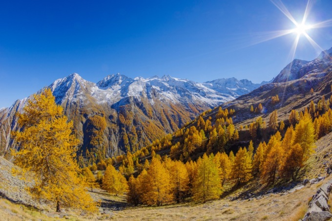 La Rete degli Orti botanici della Lombardia celebra la Giornata Nazionale degli Alberi