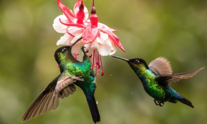 Il premio "Città di Sondrio" ai colibrì della Costa Rica